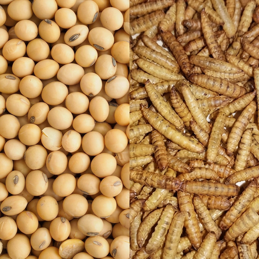 Ličinke vs. soja: Kateri vir beljakovin je bolj trajnosten?