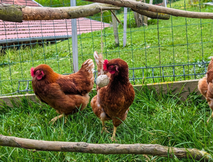 Protein Boost Kroglice