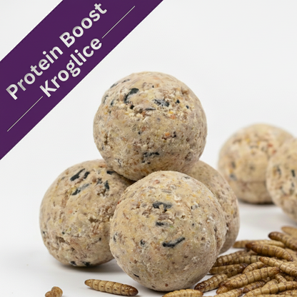 Proteini hrana za kokoši črna vojaška muha